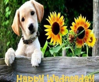 Happy Wednesday