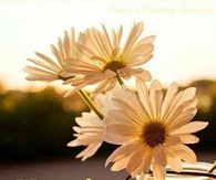 Morning Have A Great Day