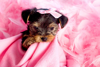 Sweet Little Puppy in Pink