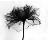 Ghostly Flower