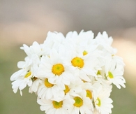 Bouquet of daisies