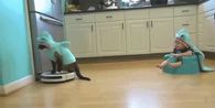 Shark cat and shark baby
