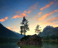 Reflection of trees