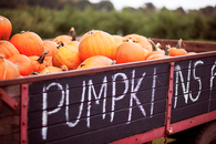Pumpkin truck