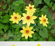 DIY Paper Flower Craft