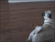 Surprised Pug