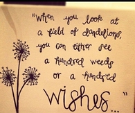 When you look at a field of dandelions..
