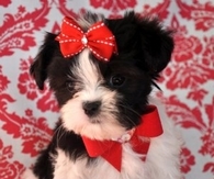 Cute Puppy with Red Bows