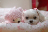 Adorable Maltese Puppy with Pink Teddy Bear