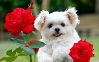 Adorable Pup and Red Roses