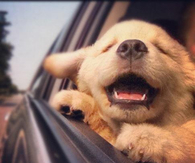 Happy Puppy on a Car Ride