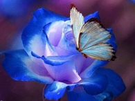 Blue Butterfly on Blue Rose