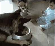 Dog & Baby Tug O War Dogs Bowl