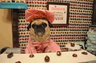 Pug Working at the Chocolate Factory