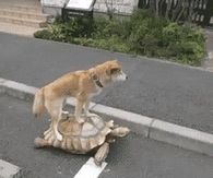 Dog and Turtle