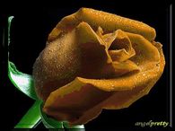 Glowing Rose