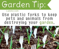 Garden Tip