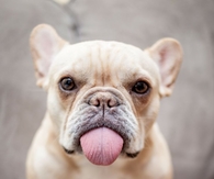 Cute Frenchie