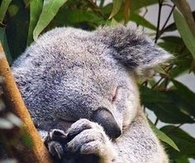 Cuddly Koala