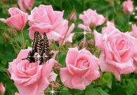 Butterfly Dream