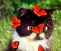 Cat Covered in Red Butterflies