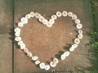 Heart made of daisies
