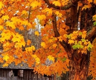 Autumn moments