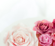 Pink roses