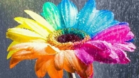 Colorful sunflower
