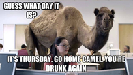 Its Thursday Hump Day Camel