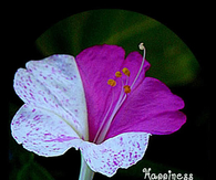 Happiness held is the seed, happiness shared is the flower