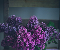 Gorgeous Purple Lilacs