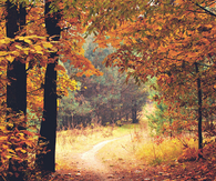 A break in the forest