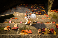 Cat on the steps