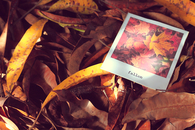 Autumn polaroid