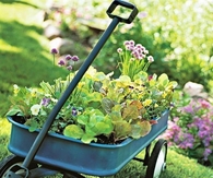 Wagon Garden
