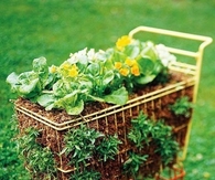 Old Cart Garden