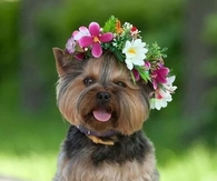 Cute Doggy with Flower Garland