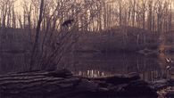 Falling leaves