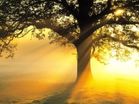 Golden Sunny Day