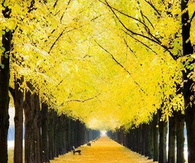 Yellow Fall Leaves