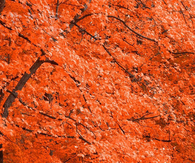 Autumn trees