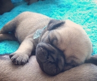 Precious Sleeping Pug