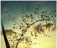 Morning dew