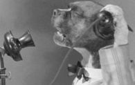 Hello this is Dog...