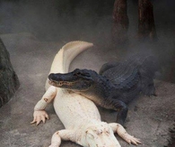 Black & White (Albino) Alligators