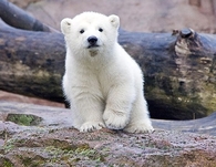 Polar Bear Cub