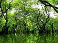 Ratargui Swamp Forest