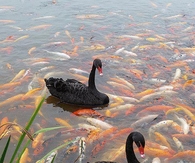Black Swan and Koi