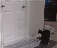 cant keep the cat out